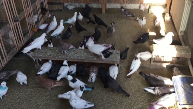 #Pigeon.Совет от Гагика. Крапива и оливковое масло для голубей. смотреть онлайн