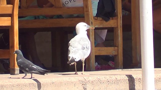 Пляжи - Дюльбер, Русалка. смотреть онлайн