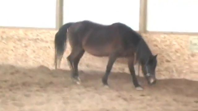 Lily - Bay Morgan mare in foal SOLD! смотреть онлайн