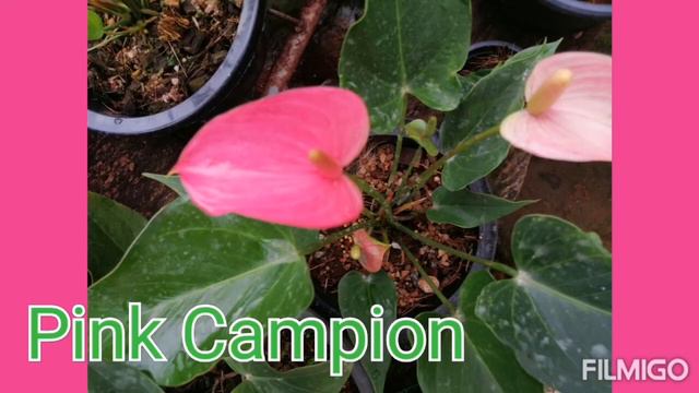 Bangkok Anthurium смотреть онлайн