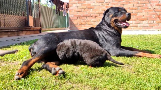 Ротвейлер.Дівчинці три тижні, перейшли в вольєр. смотреть онлайн