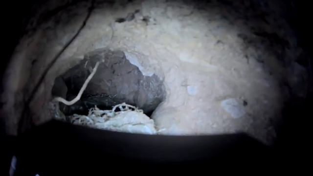 First Attempt Exploring A Woodchuck Burrow смотреть онлайн