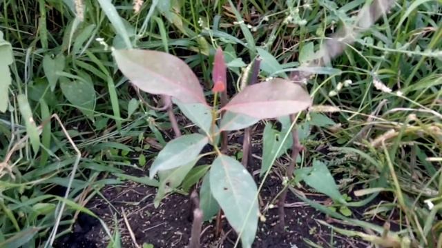 Эвкалипт радужный(Eucalyptus deglupta) смотреть онлайн