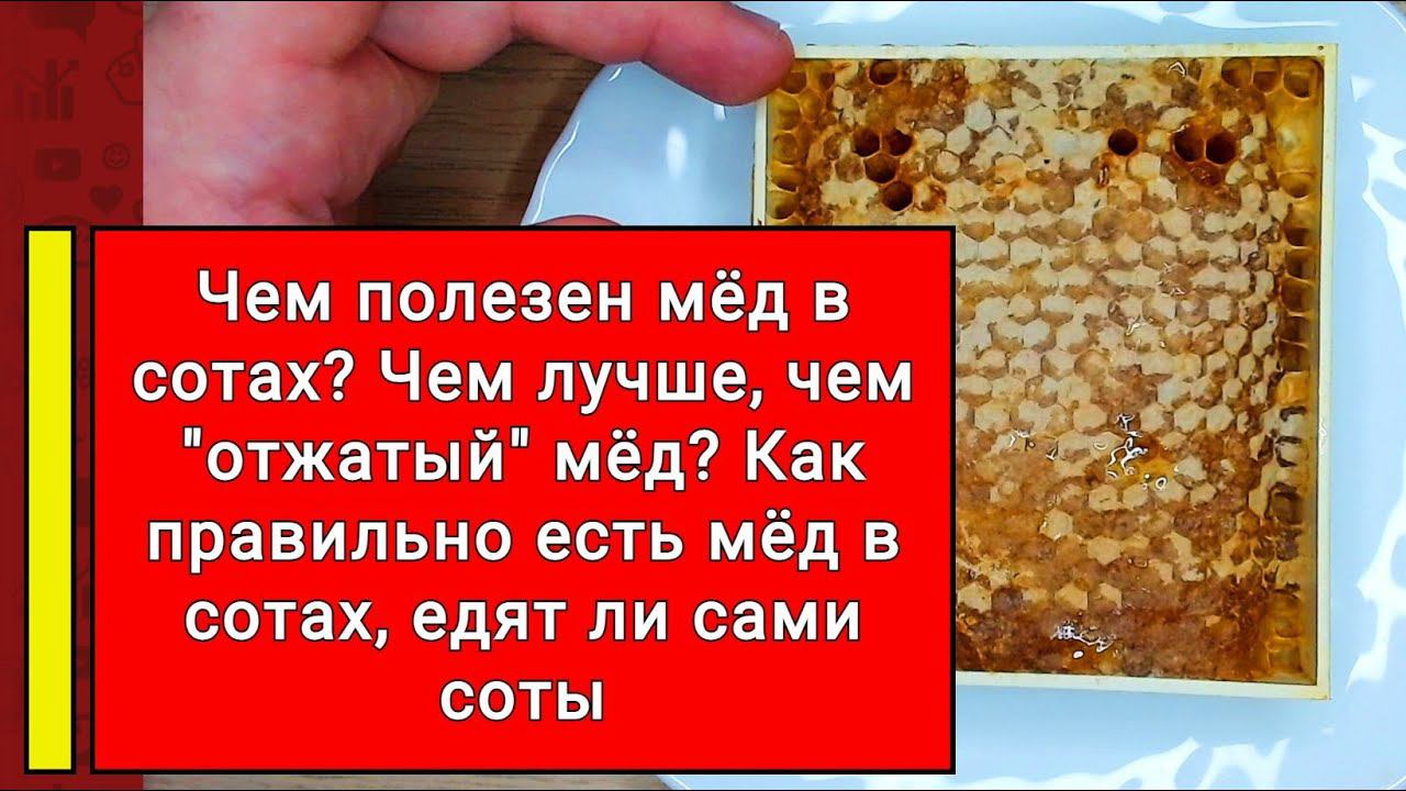 Чем полезен мёд в сотах? Чем лучше? Как правильно есть мёд в сотах, едят ли сами соты смотреть онлайн