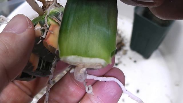 【多肉植物】181007玉扇錦植替え葉挿し！Haworthia Replant Breeding Breeding. ハオルチア ビザールプランツ