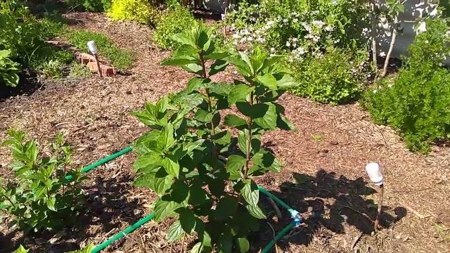 29мая2019 Высокорослая Метельчатая Гортензия Magical Moonlight ?? смотреть онлайн