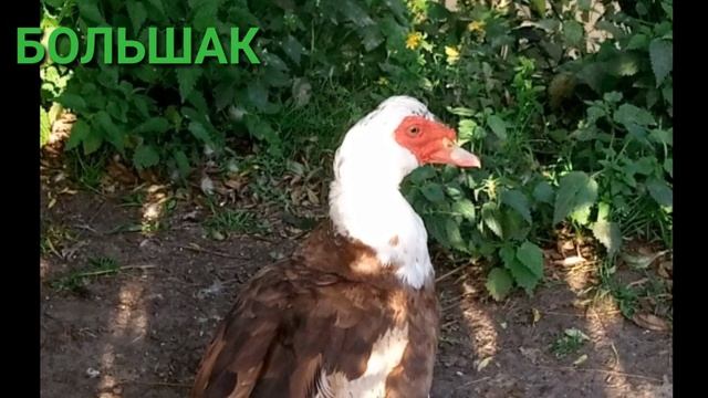 УТКИ НА НАШЕЙ ДАЧЕ смотреть онлайн