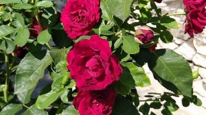 РОЗА ОМАЖ а БАРБАРА//Rosa Hommage a Barbara