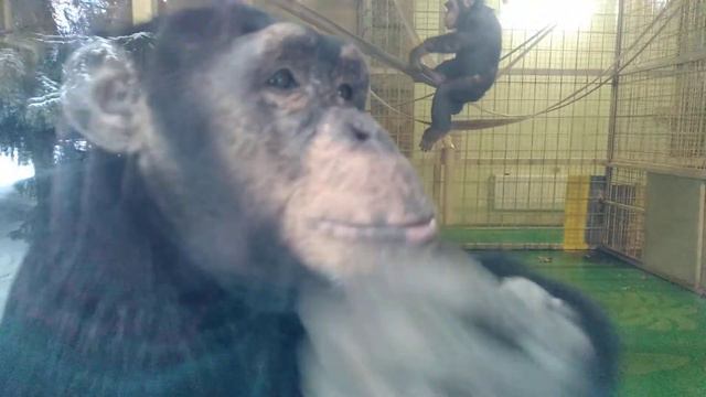 Фельдман Экопарк, шимпанзе. смотреть онлайн