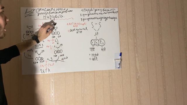 Энергетический обмен Часть 1.Понятие Метаболизм , Окислительное декарбоксилирование пирувата. смотреть онлайн