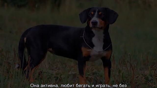 Пастушья собака: шотландские, чабанские и другие породы смотреть онлайн