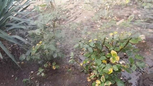 Реанимирую розы\\ В гостях подружки веселушки\\ смотреть онлайн