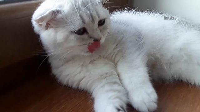 Кот ест МОРОЖЕНОЕ смотреть онлайн