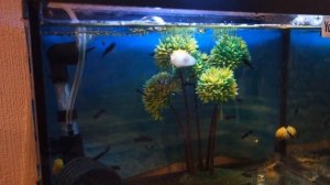 Мальки моллинезии  Живородящие рыбки в аквариуме