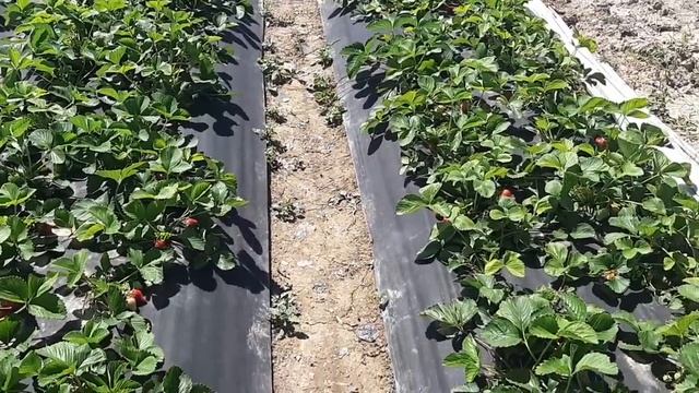 Клубника сорта хоней в балагане на 3.05.2019г смотреть онлайн