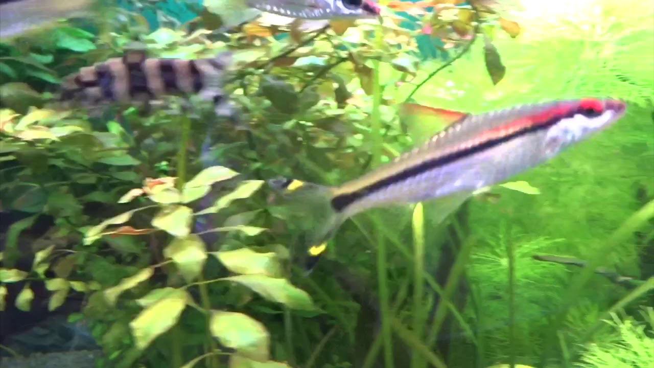#аквариум с барбусами смотреть онлайн