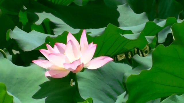 Soothing Music With Animated Lotus Flower And Leaves | Healing And Stress Relief | смотреть онлайн