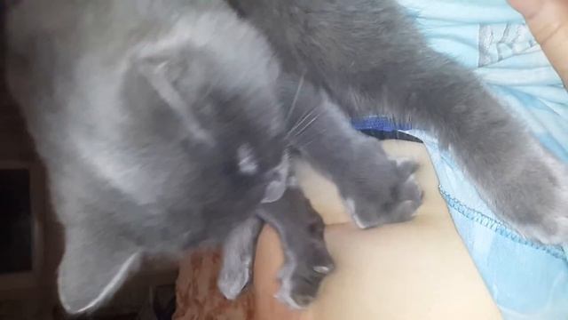 Прикол!!! Моя кошка делает массаж живота. смотреть онлайн