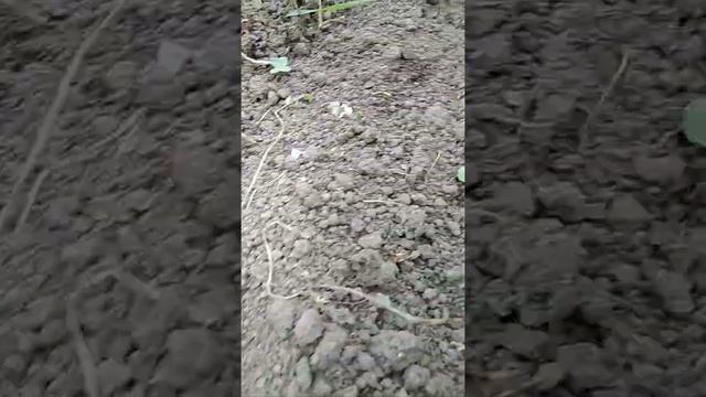 Как растет редиска. 8 день смотреть онлайн