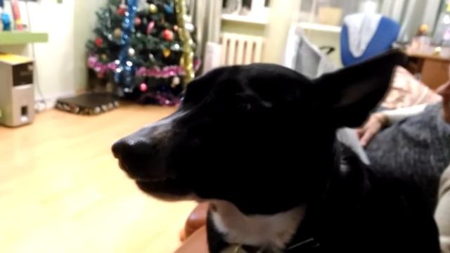 Собачка обожает жевать жвачку смотреть онлайн