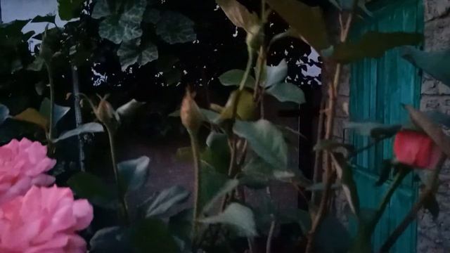 Роза моего сада! Квин Элизабет. смотреть онлайн