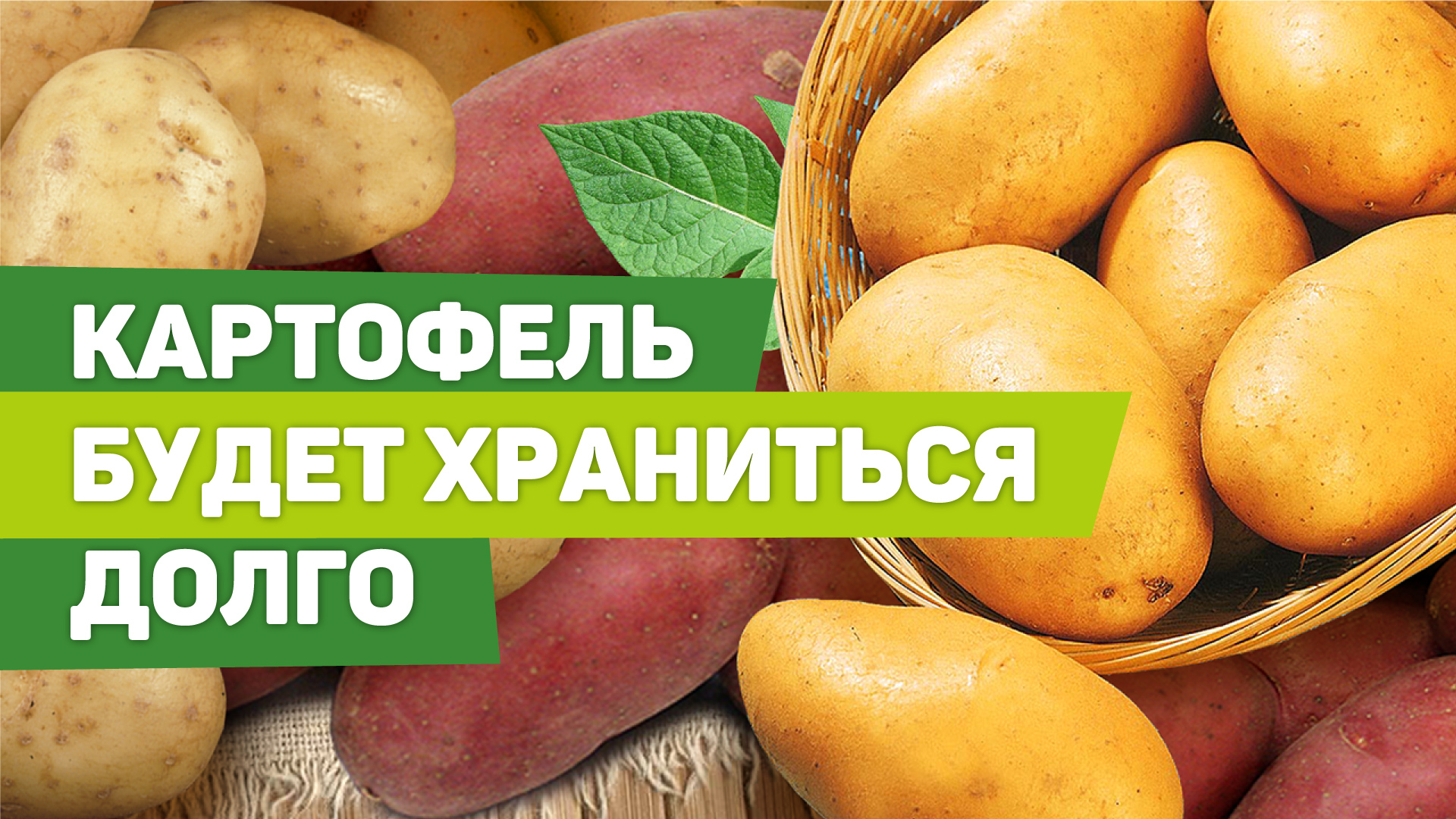 ВЫКАПЫВАЕМ И ХРАНИМ КАРТОФЕЛЬ. Советы опытного агронома смотреть онлайн