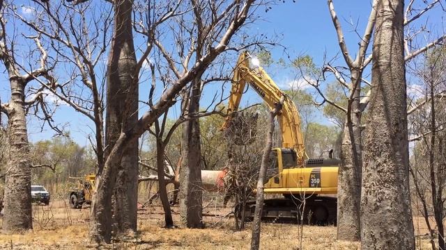 Australian Baobabs for High End Landscape Project in Dubai. смотреть онлайн