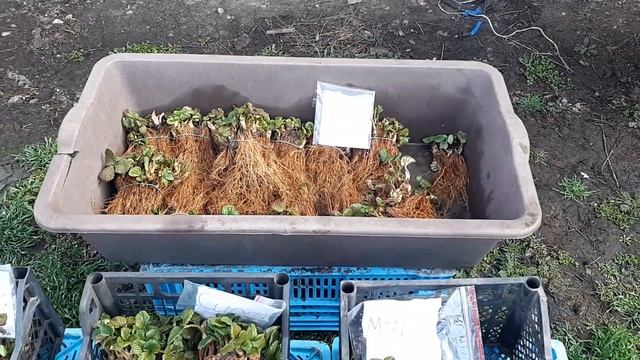 Альбион+Сирия+Азия+Мальга!!! Саженцы которые мы сейчас реализуем с отличной корневой. смотреть онлайн