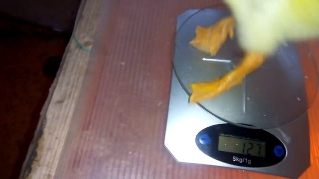 Вес суточных гусят Линда и Крупная-серая смотреть онлайн