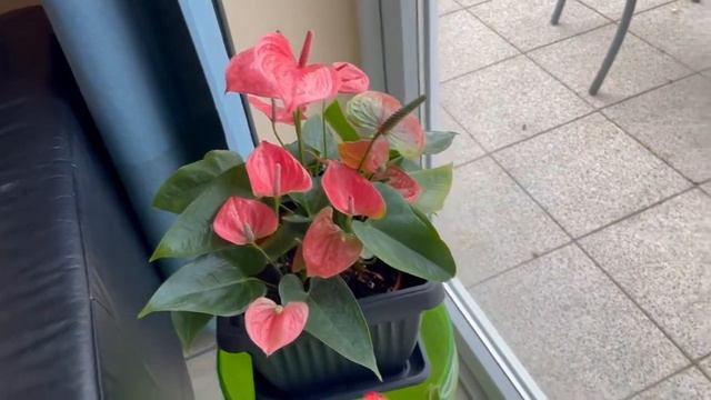 Антуриум, новинка в коллекции. Почему у Антуриума мелкий цветок? смотреть онлайн