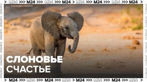 В Московском зоопарке обновили песок для слонов – Москва 24