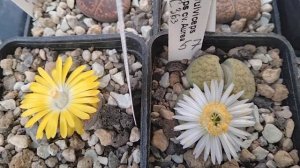 Динтерантус.Первое цветение.Белоцветковые литопсы пошли.Оттенки цветков литопсов.Кактусы цветут .