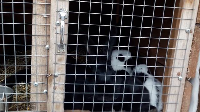 Одсадка крольчат смотреть онлайн