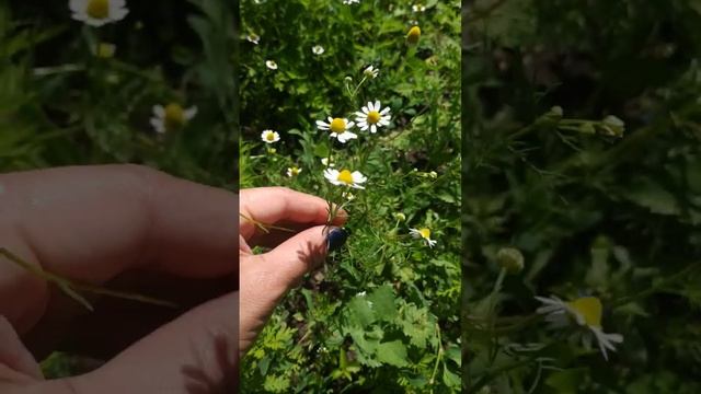 Ромашка лекарственная (аптечная) смотреть онлайн
