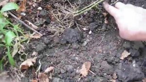 Флокс метельчатый. Посадка. Пересадка. Размножение. Омоложение флокса. Осень. Многолетние флоксы.