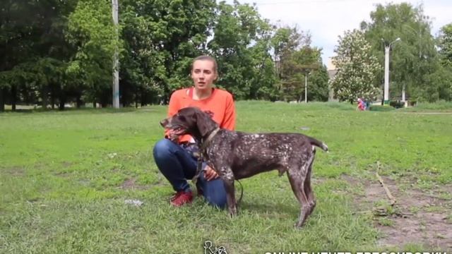 Почему собака рычит и лает на тех, кто ее боится? смотреть онлайн