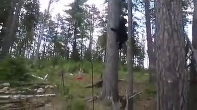 Хохма дня: кот заставил медведя забраться на дерево смотреть онлайн