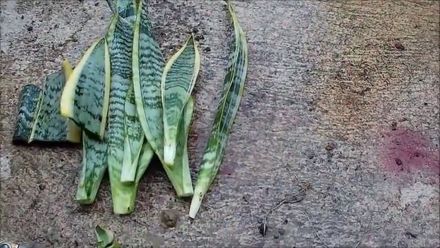 Snake Plant Propagation in Water and Soil by Leaf Cuttings (Sansevieria) смотреть онлайн