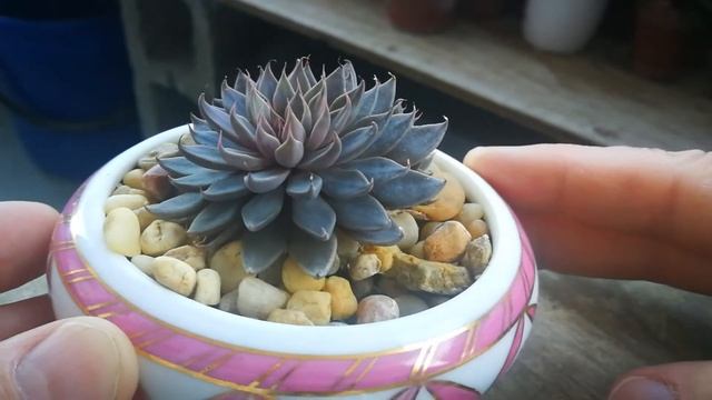 Graptopetalum Rusbyi