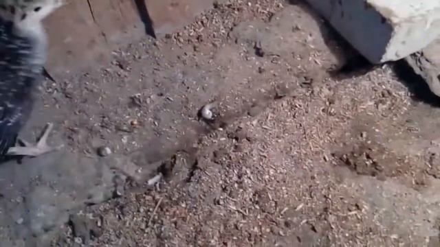 Круговорот индюков в нашем хозяйстве // индюшата растут смотреть онлайн