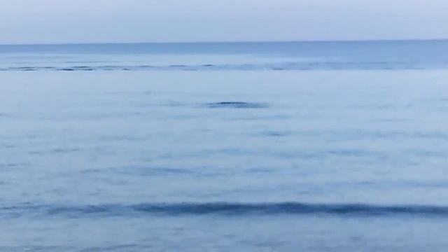 VLOG. Завораживающее зрелище - пришли дельфины. Успели только конец снять... смотреть онлайн