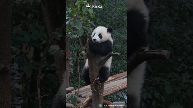 Can You Imagine How Active Giant Pandas Are During Their Childhood? | iPanda #shorts смотреть онлайн