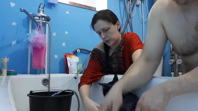 Моем Аполло Прайд Оттаву кошку Мейн Кун 2. смотреть онлайн