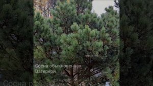 Сосна обыкновенная Ватерери