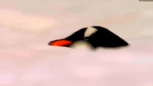 Морской леопард, охотник одиночка!!! смотреть онлайн