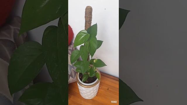 Pothos Varieties | Green Emerald, Neon, P&J, Marble Queen, Golden, Hawaiian & Jade смотреть онлайн
