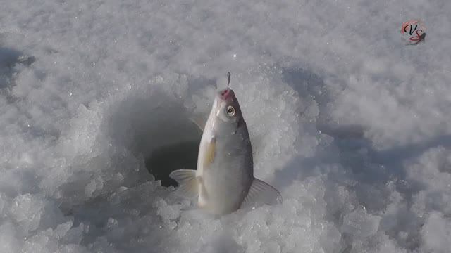 Ловля ТАРАНИ на лимане на Кивок _Щербакова_ и поплавок. Насадка манка, опарыш Fishing angeln câu cá смотреть онлайн
