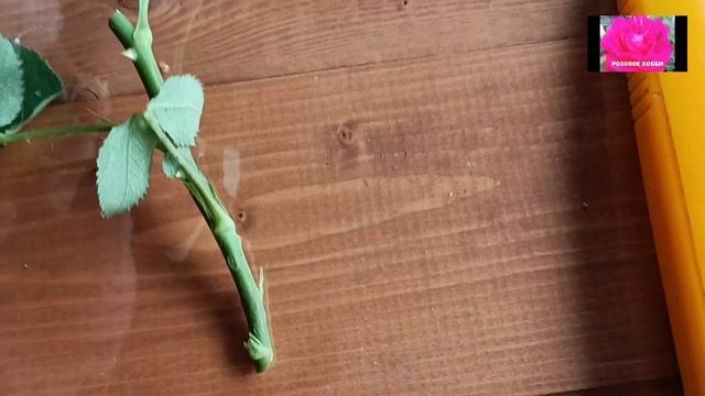 РОЗЫ. ЛЕТНЕЕ ЧЕРЕНКОВАНИЕ смотреть онлайн