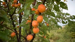 Абрикос Харкот (28 июня) - Агро Сад