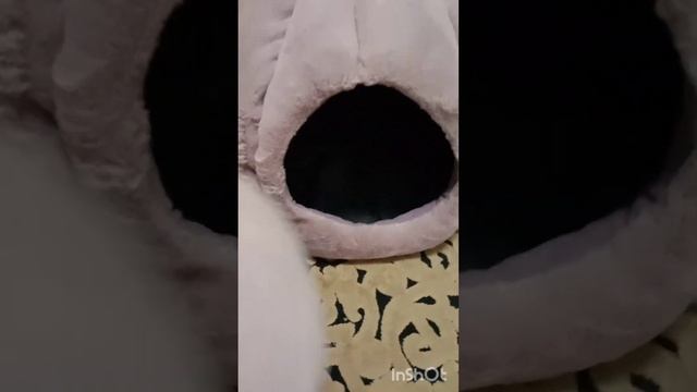 домик для домашних питомцев( кошек и собак),дом-тыква смотреть онлайн